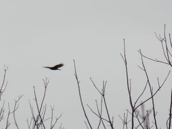 Low angle view of bird flying against clear sky