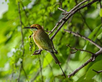 Bird perching on a tree