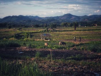 Scenic view of agricultural field against sky