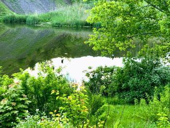 Scenic view of lake by trees