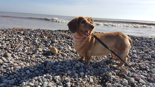 Dog standing by pebbles on beach against sky