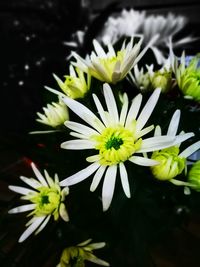 Close-up of white flowers blooming outdoors