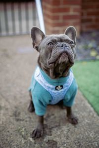 Portrait of a dog on footpath