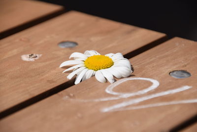 Close-up of daisy flowers on wooden table