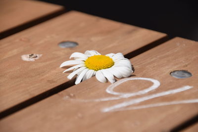 Close-up of daisy flowers on wooden table