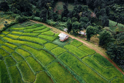 High angle view of corn field