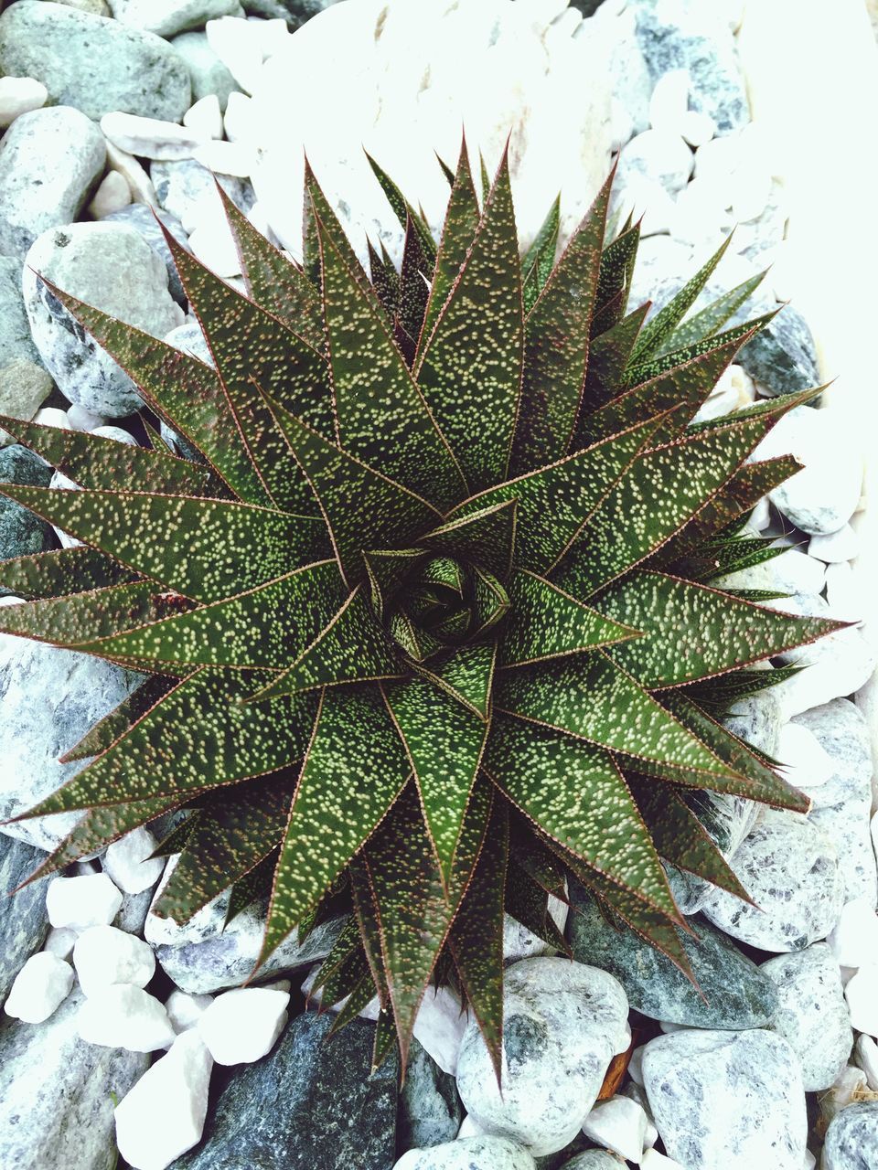 HIGH ANGLE VIEW OF SUCCULENT PLANT