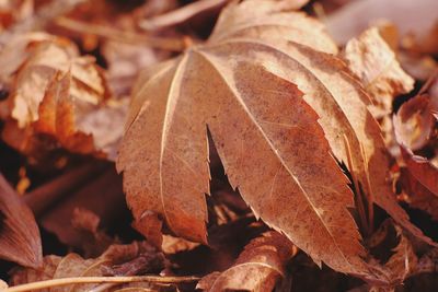 Close-up of dry maple leaves