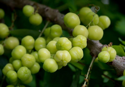 Close-up of grapes growing in vineyard