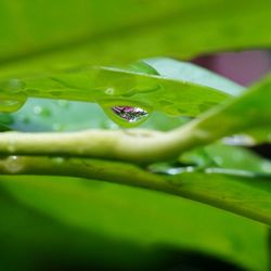 Close-up of water drops on leaf