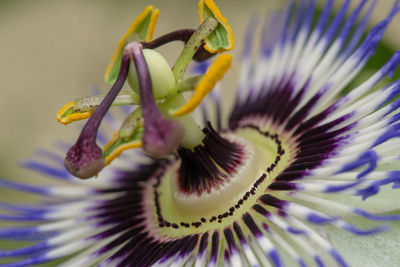 Close-up of purple flowering plant