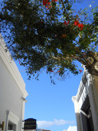 Low angle view of trees and building against sky