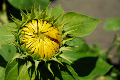 Close-up of yellow flowering plant