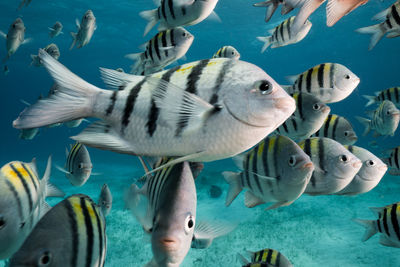 Close-up of fish in aquarium