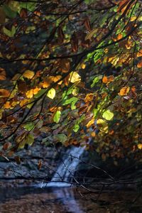 Close-up of leaves on tree in forest