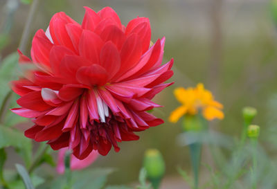 Close-up of pink dahlia flower