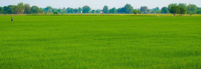 Scenic view of agricultural field