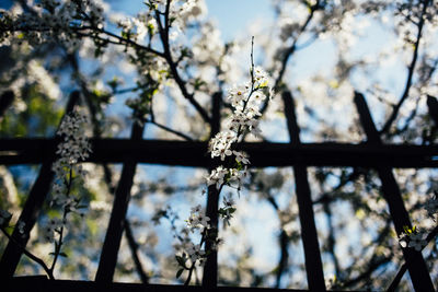 Low angle view of flowering plant against sky