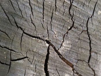 Full frame shot of tree stump