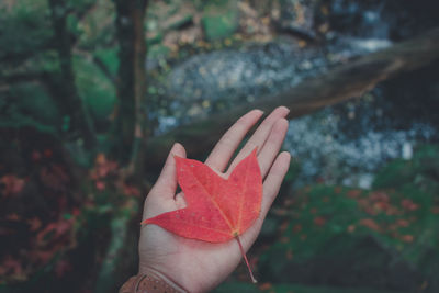 Close-up of hand holding maple leaves during autumn