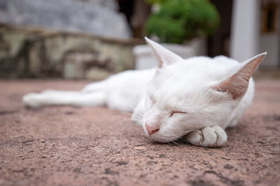 Close-up of cat sleeping