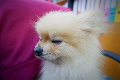 Close-up of dog looking away