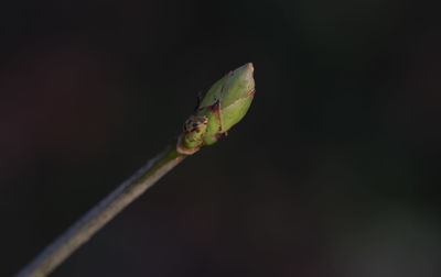 Close-up of insect