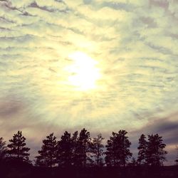 Low angle view of silhouette trees against sky during sunset