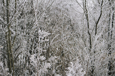 Close-up of snow covered bare trees in forest