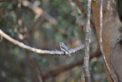 Bird perching on branch