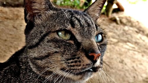 Close-up portrait of horse