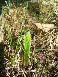 Close-up of lizard on grass