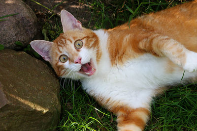 Portrait of cat sitting on field