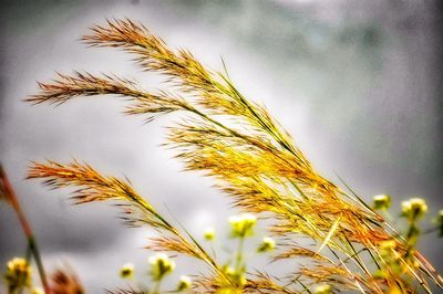 Close-up of stalks against sky