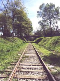 Railroad track amidst trees