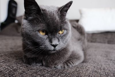 Close-up portrait of cat