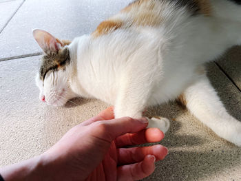 Cropped hand of woman holding cat