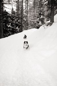 Snow covered trees in forest