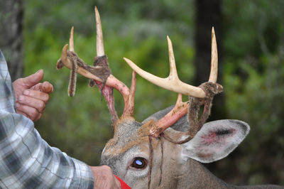 Close-up of hand shedding whitetail buck deer antlers