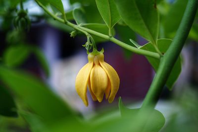 Close-up of yellow flower