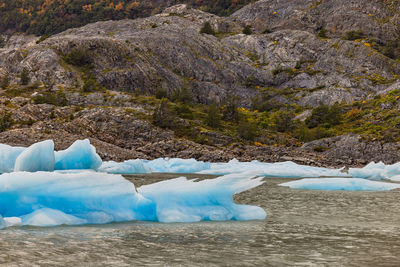 Bizarre shaped icebergs in front of autumnal trees at grey glacier, torres del paine, chile