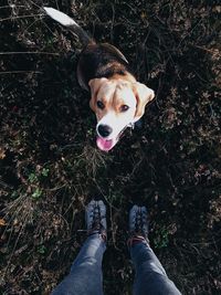 High angle view of dog on street