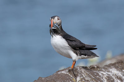 Close-up of seagull perching on rock