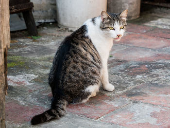 Cat sitting on floor