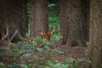 Deer standing in a forest