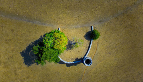 High angle view of plant on land against wall