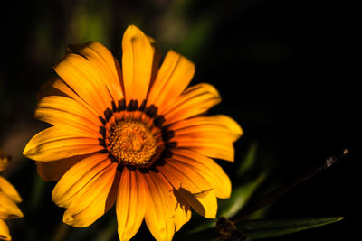 Close-up of yellow flower