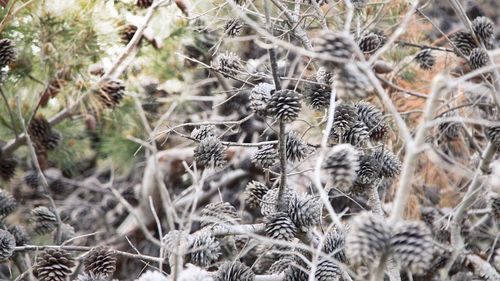 Close-up of plants in winter