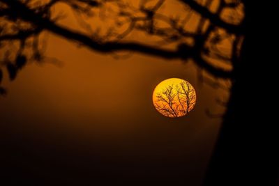 Low angle view of tree against the sky