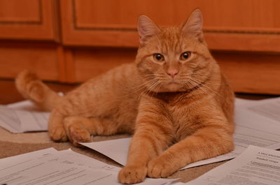 Close-up portrait of cat